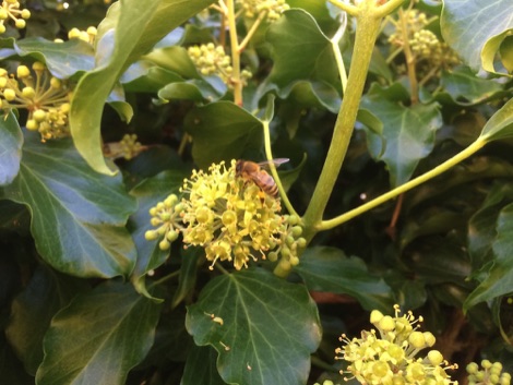 Ivy with bee